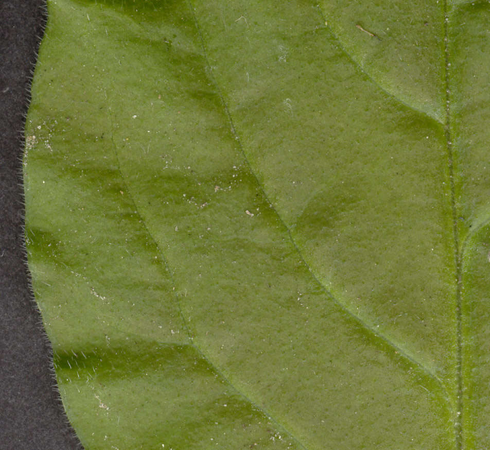 Image of Silene latifolia × Silene dioica