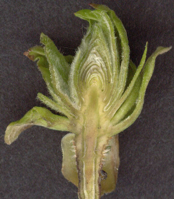 Imagem de <i>Acalitus calycophthirus</i>