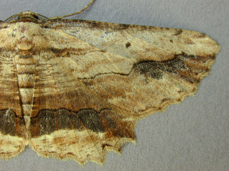 Image of waved umber