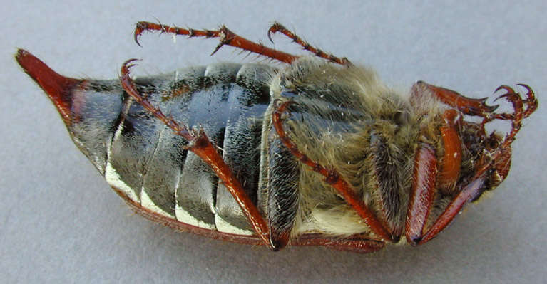 Image of Common cockchafer