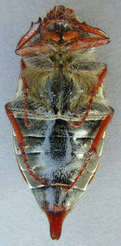 Image of Common cockchafer