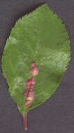 Image of <i>Phyllocoptes eupadi</i>