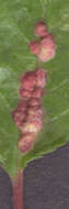 Image of <i>Phyllocoptes eupadi</i>