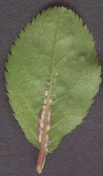 Image of <i>Phyllocoptes eupadi</i>