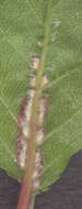 Image of <i>Phyllocoptes eupadi</i>