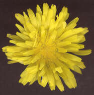 Image of beaked hawksbeard