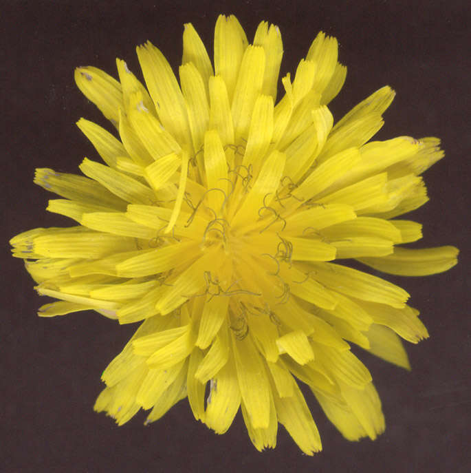 Image of beaked hawksbeard