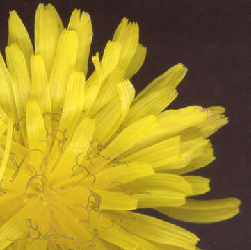 Image of beaked hawksbeard