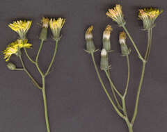 Image of beaked hawksbeard