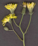 Image of beaked hawksbeard