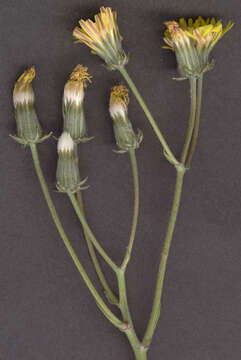 Image of beaked hawksbeard