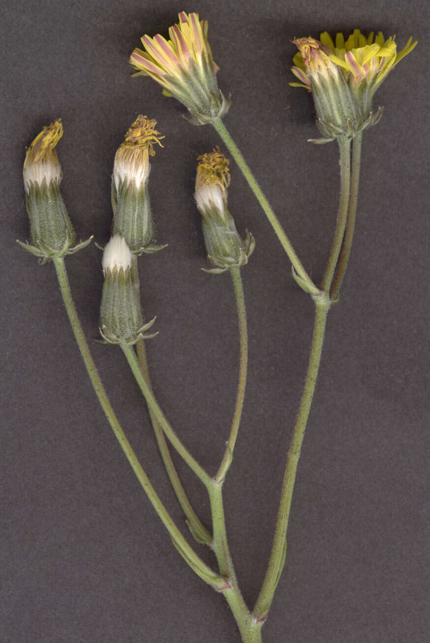 Image of beaked hawksbeard