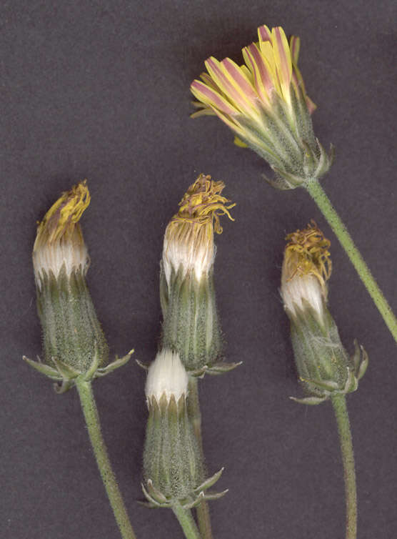 Image of beaked hawksbeard