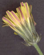 Image of beaked hawksbeard