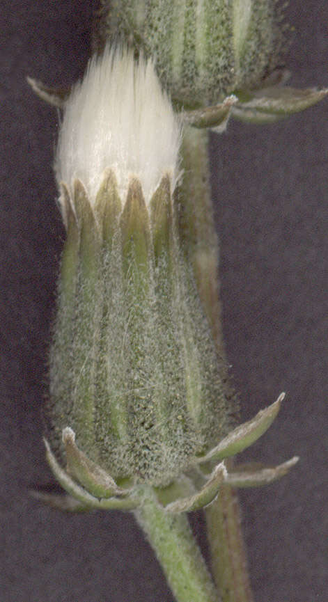 Image of beaked hawksbeard