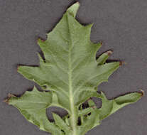 Image of beaked hawksbeard