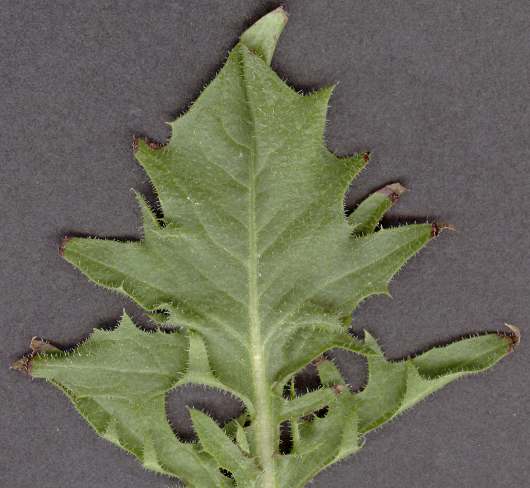 Image of beaked hawksbeard