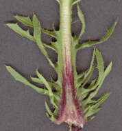 Image of beaked hawksbeard