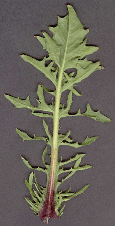 Image of beaked hawksbeard