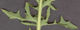 Image of beaked hawksbeard