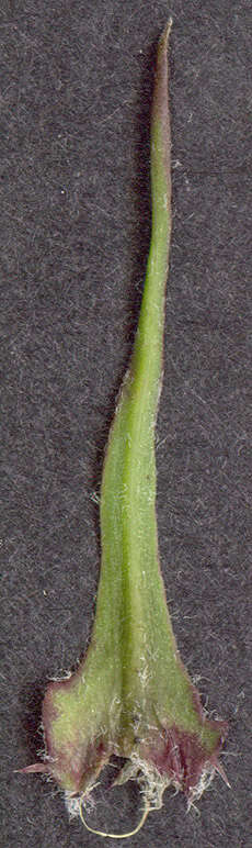 Image of beaked hawksbeard