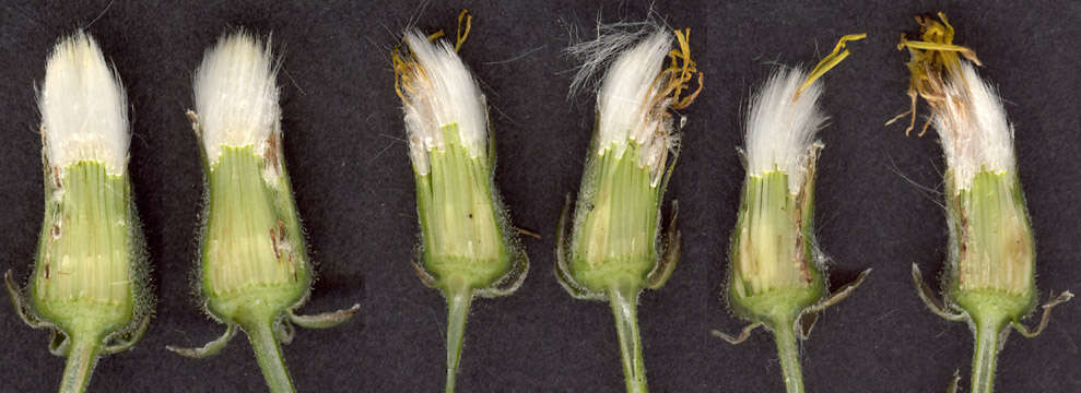 Image of beaked hawksbeard