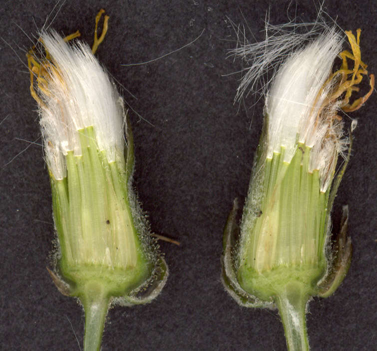 Image of beaked hawksbeard