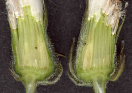 Image of beaked hawksbeard