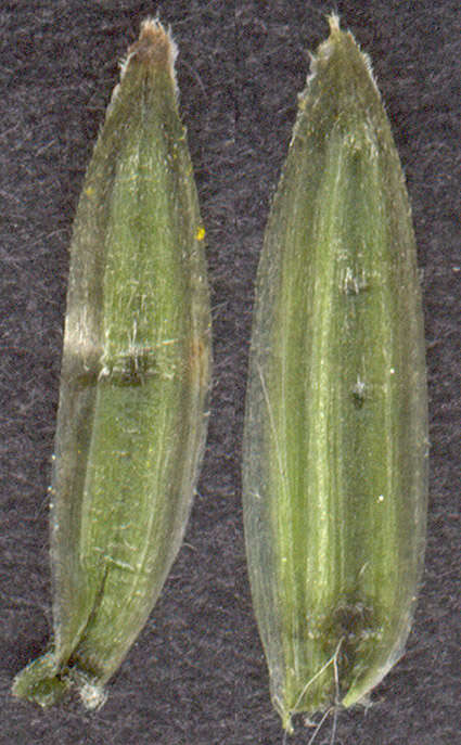 Image of beaked hawksbeard