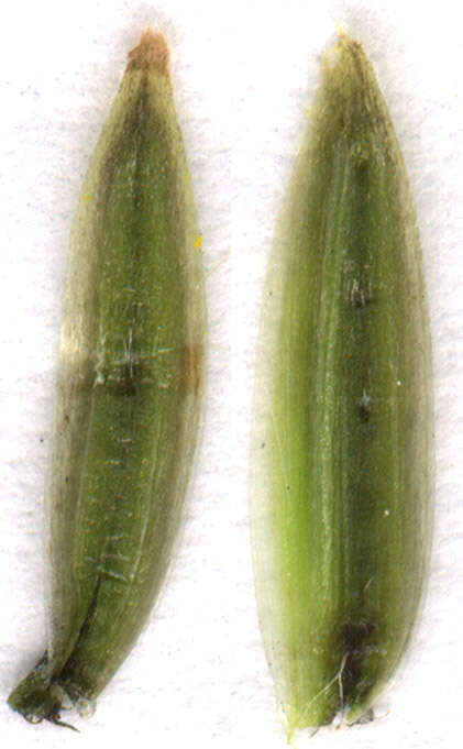 Image of beaked hawksbeard