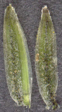 Image of beaked hawksbeard