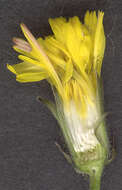 Image of beaked hawksbeard