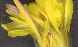 Image of beaked hawksbeard