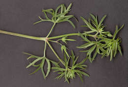 Plancia ëd Geranium dissectum L.