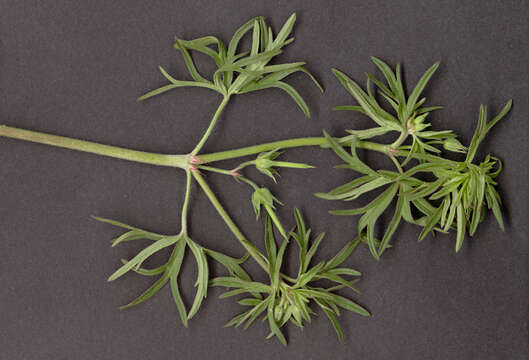 Image of cut-leaved cranesbill