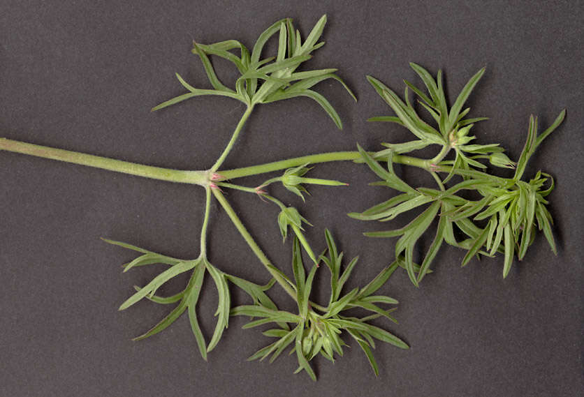 Plancia ëd Geranium dissectum L.