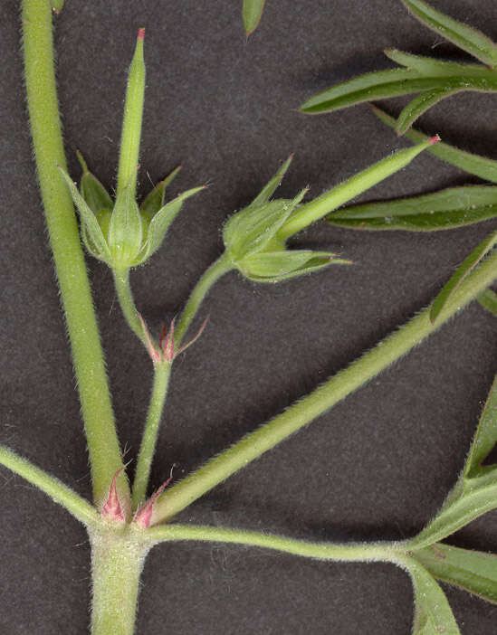 Image of cut-leaved cranesbill