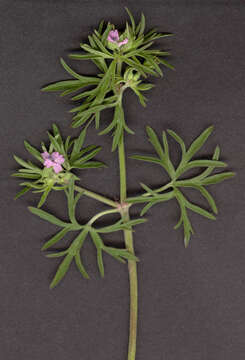 Plancia ëd Geranium dissectum L.