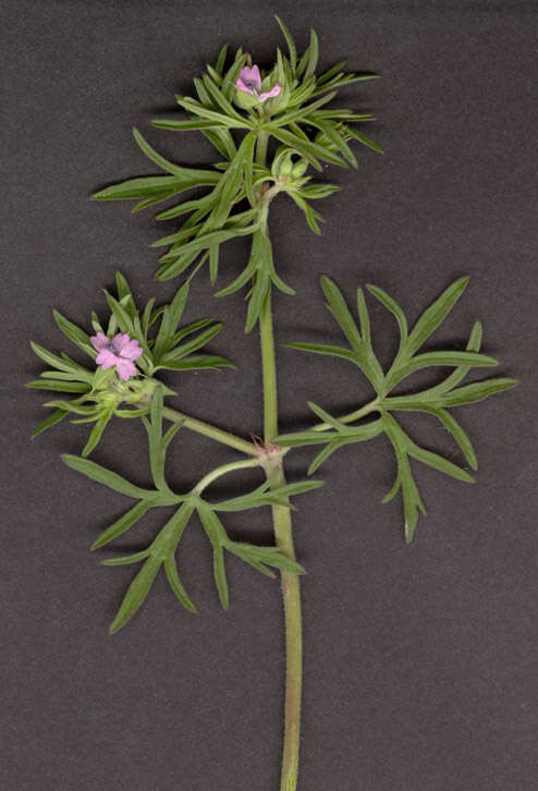 Image of cut-leaved cranesbill