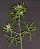 Plancia ëd Geranium dissectum L.