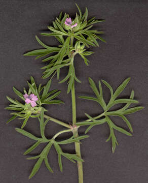 Plancia ëd Geranium dissectum L.