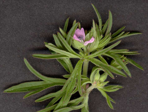 Imagem de Geranium dissectum L.