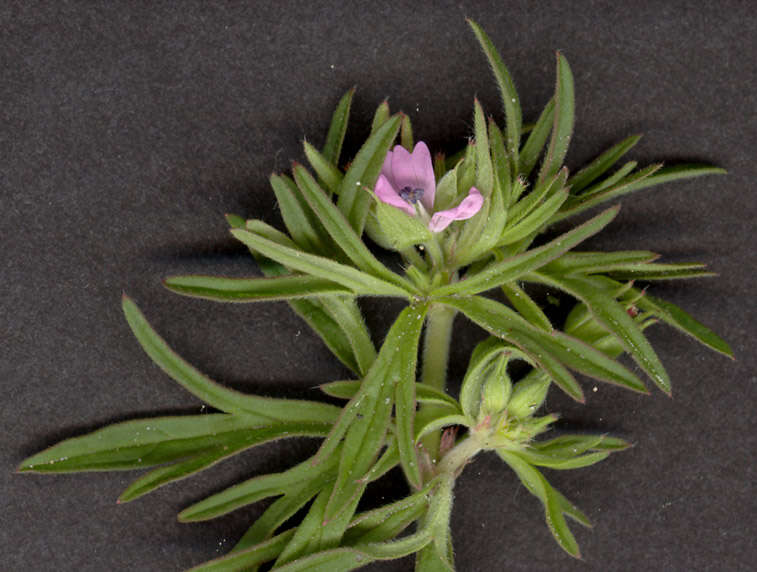 Image of cut-leaved cranesbill