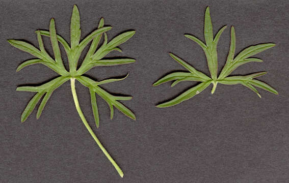 Imagem de Geranium dissectum L.