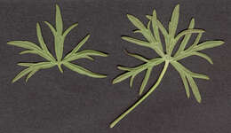 Plancia ëd Geranium dissectum L.