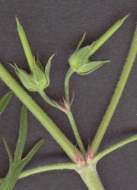 Plancia ëd Geranium dissectum L.