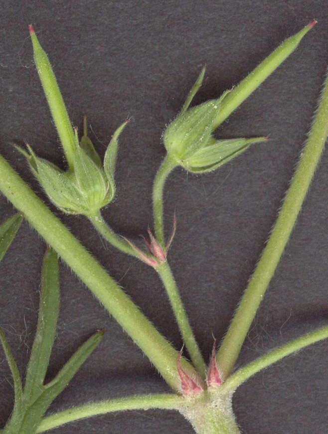 Image of cut-leaved cranesbill