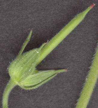 Image of cut-leaved cranesbill