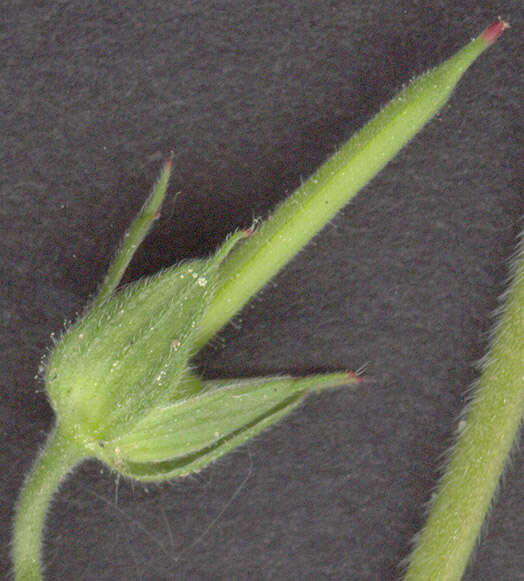 Image of cut-leaved cranesbill