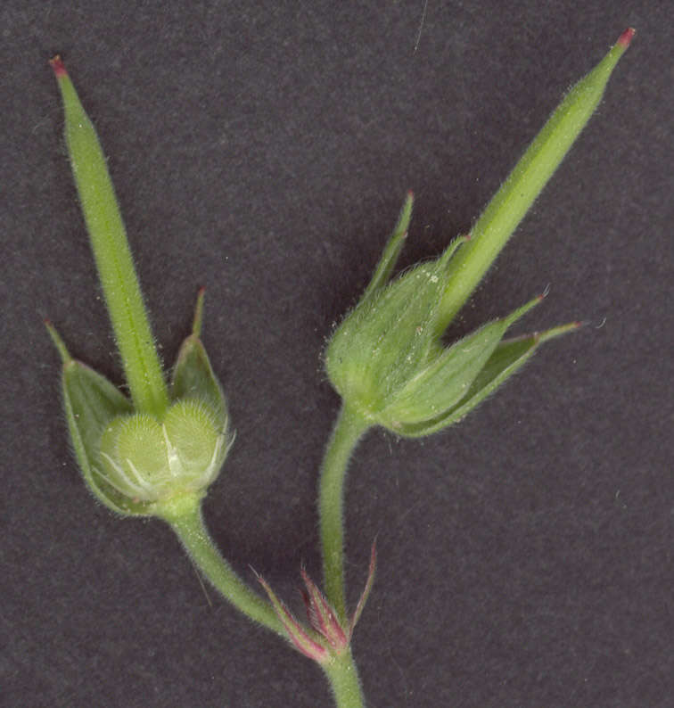 Plancia ëd Geranium dissectum L.